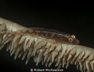 Whip Coral Goby taken near Labuan Bajo, ndonesia by Robert Michaelson 